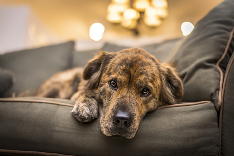 Guide: Pet Dander, Indoor Air Quality, And Your HVAC System