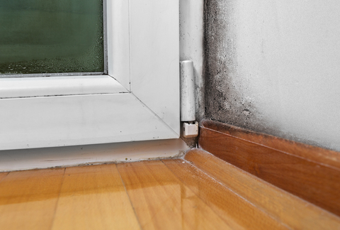 Mold Growth image