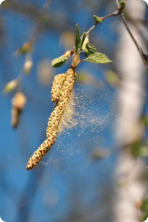 Pollen Is A Tough Allergen For So Many