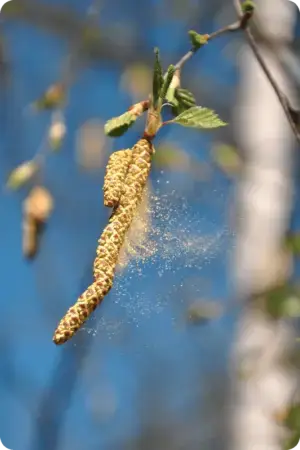 Pollen Is A Tough Allergen For So Many